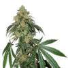 Cookies Fast fem. Seedstockers
