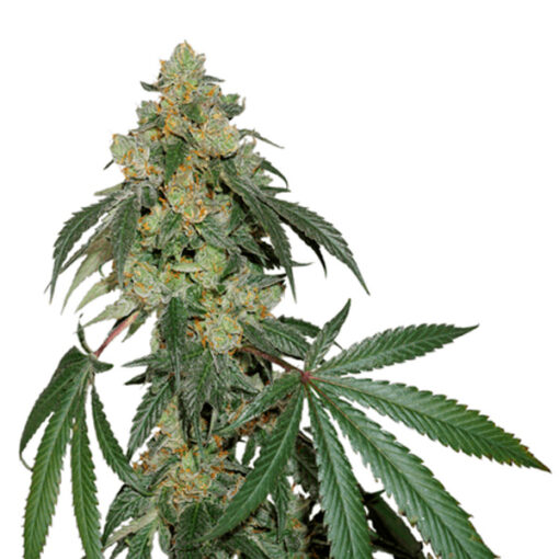 Cookies Fast fem. Seedstockers