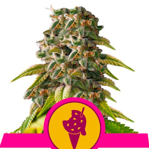 Cookies Gelato fem. Royal Queen