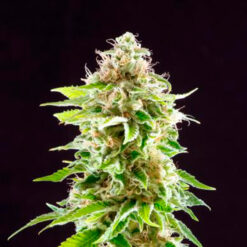 Cookies Haze fem. Kannabia Seeds