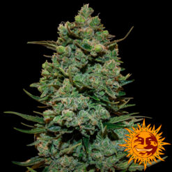 Cookies Kush fem. Barney´s