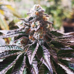 Cookies Purple Punch fem. Medical Seeds
