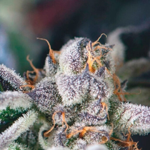 Cookies USA fem. Pyramid Seeds