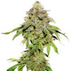 Cookies and Cream fem. Seedstockers