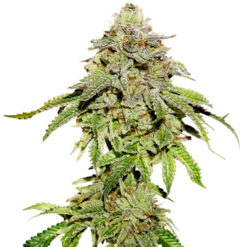 Cookies and Cream fem. Seedstockers