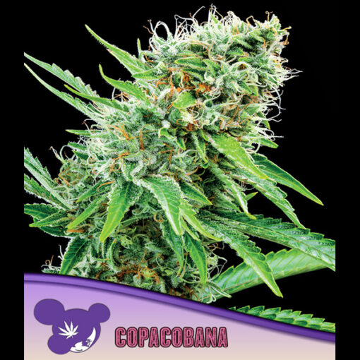 Copacobana fem. Anesia