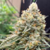 Corleone Kush 10 u. Reg. The Cali Connection