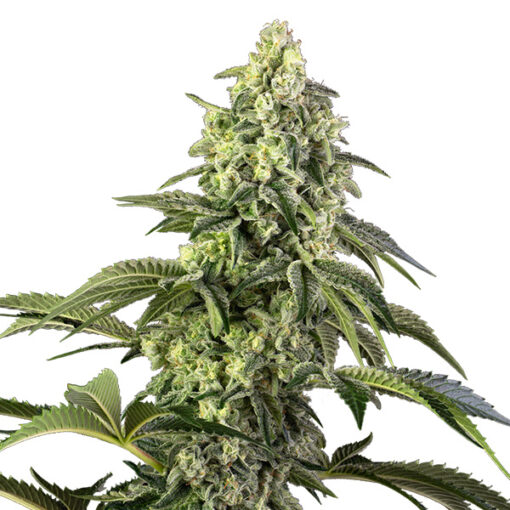 Cosmic Kiss fem. Sensi Seeds