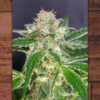 Country Girl 3 fem. The Outlaw Seeds
