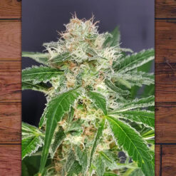 Country Girl 3 fem. The Outlaw Seeds