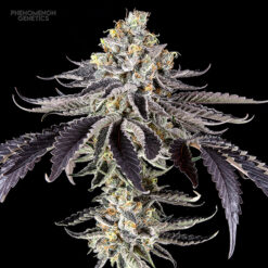 Crazy Melon fem. Phenomenom Genetics