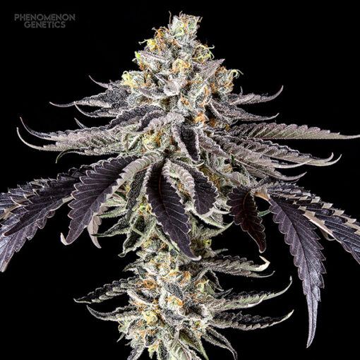Crazy Melon fem. Phenomenom Genetics