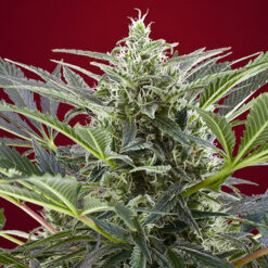 Cream 47 fem. Sweet Seeds