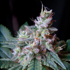 Cream Caramel fem. Sweet seeds
