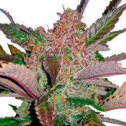 Cream Cookies Auto fem. FastBuds Seeds