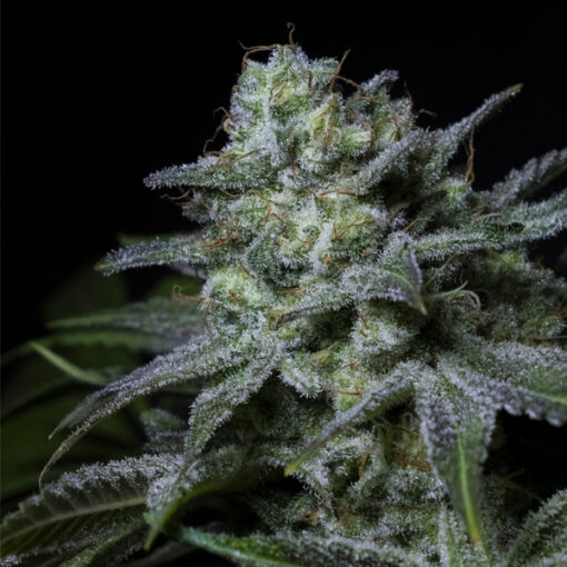 Cream Kong fem. Positronics Seeds