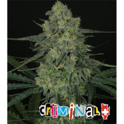 Criminal fem. Ripper Seeds