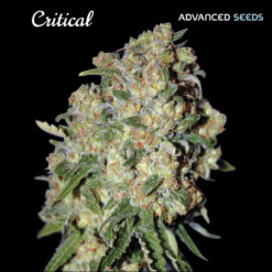 Critical fem. Advanced Seeds