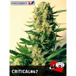 Critical #47 fem. Positronics Seeds