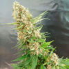Critical Gorilla. Expert Seeds