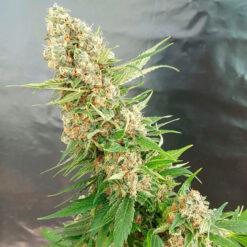 Critical Gorilla. Expert Seeds