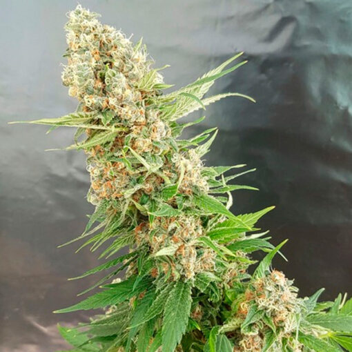 Critical Gorilla. Expert Seeds