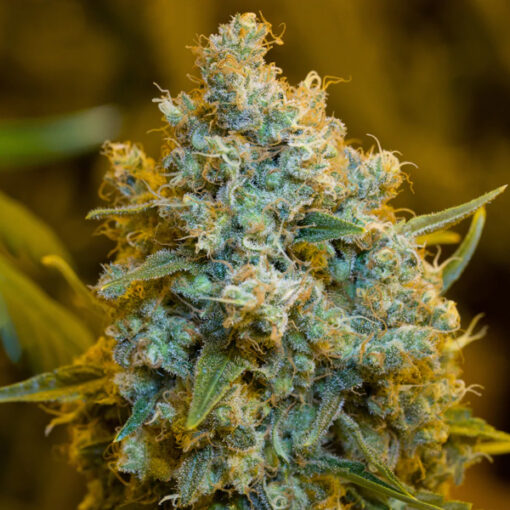 Critical Jack fem. Silent Seeds