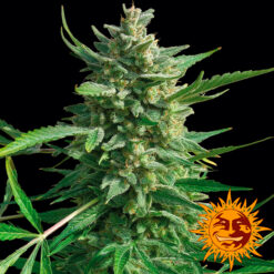 Critical Kush fem. Barney's