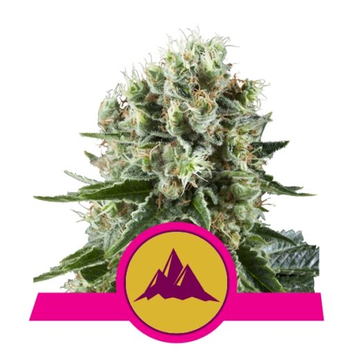 Critical Kush fem. Royal Queen