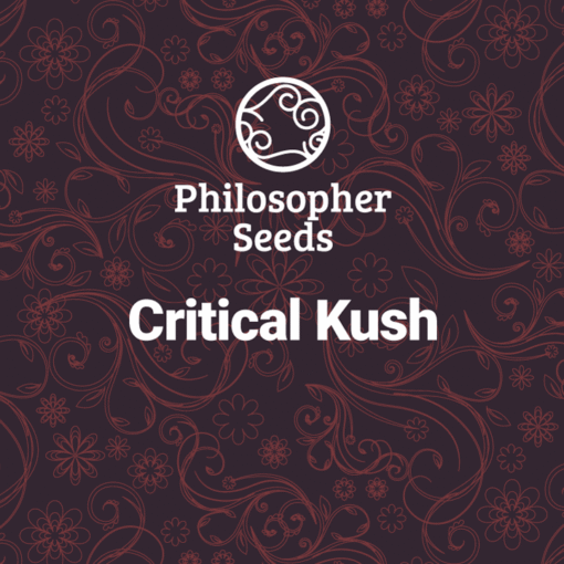 Critical Kush fem. Philosopher