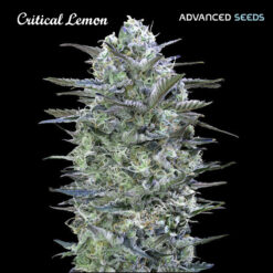 Critical Lemon fem. Advanced Seeds