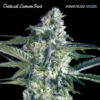 Critical Lemon Fast fem. Advanced Seeds