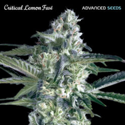 Critical Lemon Fast fem. Advanced Seeds