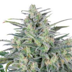Critical Lights. Expert Seeds