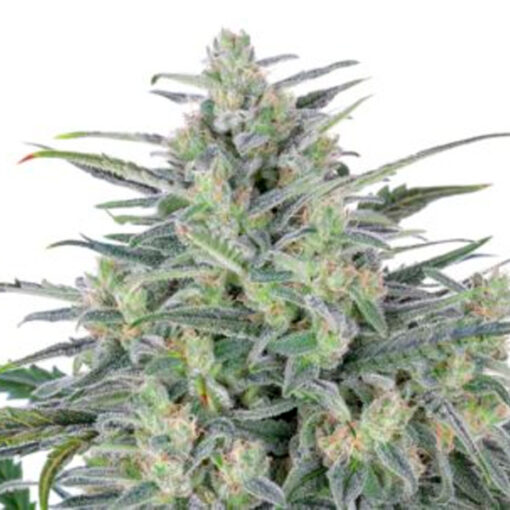 Critical Lights. Expert Seeds