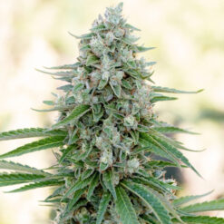 Critical Mango fem. Silent Seeds