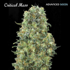Critical Mass fem. Advanced Seeds