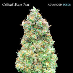 Critical Mass Fast Advanced Seeds