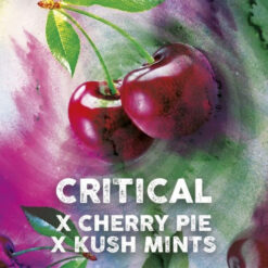 Critical Mints fem. Tramuntana Seeds