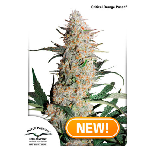 Critical Orange Punch fem. Dutch Passion