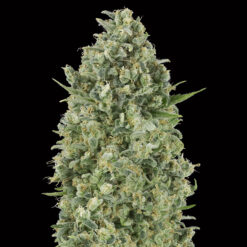Critical Poison fem. 00 Seeds