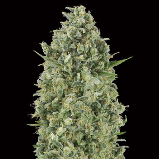 Critical Poison fem. 00 Seeds