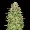 Critical Poison Fast fem. 00 Seeds