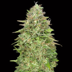 Critical Poison Fast fem. 00 Seeds