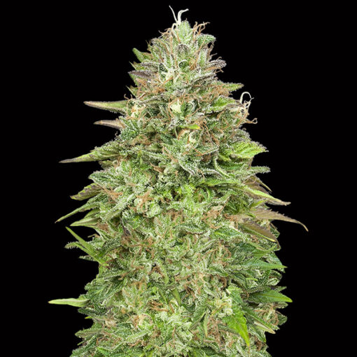 Critical Poison Fast fem. 00 Seeds