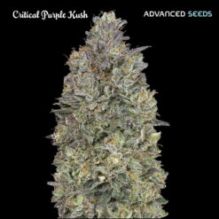 Critical Purple Kush fem. Advanced Seeds