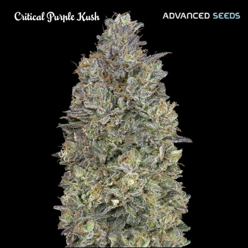 Critical Purple Kush fem. Advanced Seeds