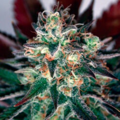 Critical Relief CBD fem. Garden of Green Seeds