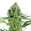 Critical Runtz fem. Sensi Seed Research