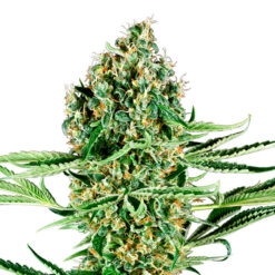 Critical Runtz fem. Sensi Seed Research